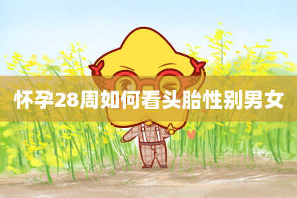 怀孕28周如何看头胎性别男女