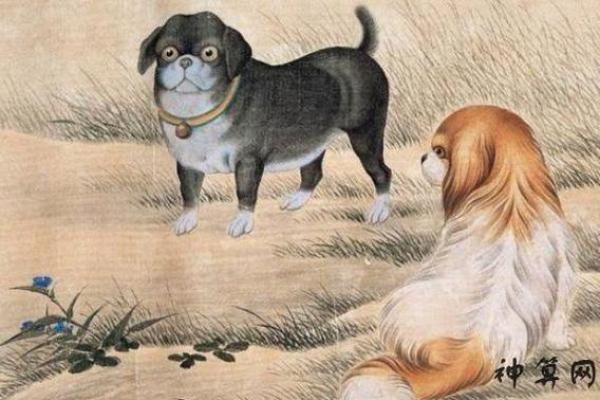 属狗寅时出生的女孩命理解读与人生拥有的优势