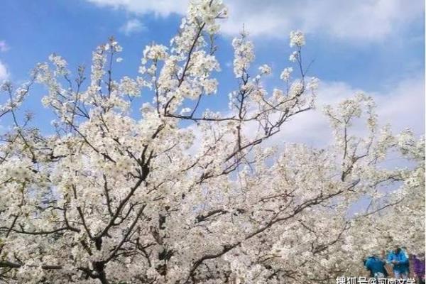 命里不缺桃花，生活中的浪漫与机遇之花盛开！