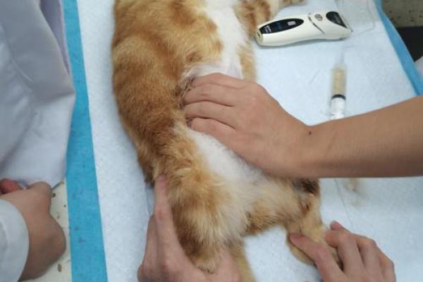 猫咪为何被传有九条命？浅析这一迷人传说背后的奥秘