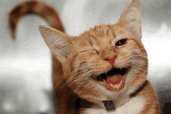 揭秘猫咪的传说：关于九条命的奇妙故事与科学解析