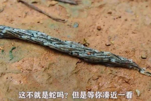 命不好蛇又叮咬，探索不幸与野生动物的关系！