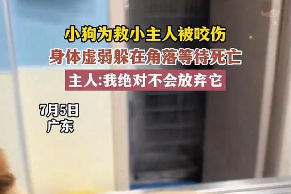 命不好蛇又叮咬，探索不幸与野生动物的关系！