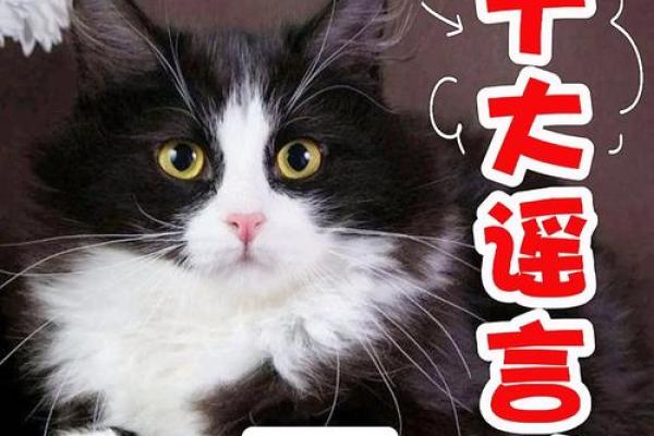 猫为什么有九条命而狗没有？探秘动物神话与真实生存技巧