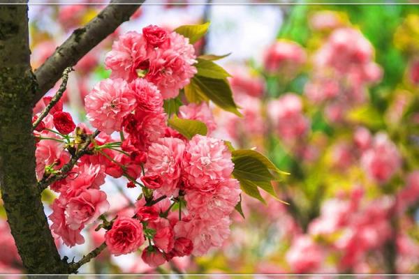命理解析：桃花运的秘密与化解之道，提升你的爱情运势！