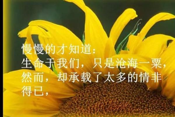 命比黄铜粗，人生哲理的深邃思考与心灵启迪
