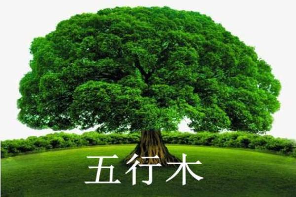 木五行属性：解析木命的特质与人生轨迹