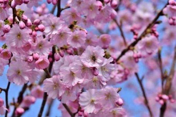 命带四桃花：揭示你命中的爱情运势与桃花缘分