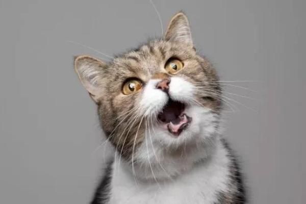 揭开谜底：九条命的猫，你知道是什么品种吗？