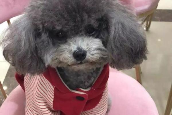 梦境解析：狗狗救你意味着什么？深层心理与情感启示