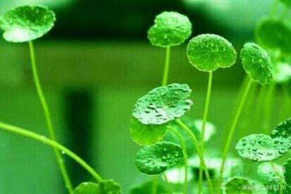 探秘女命天干癸水：温润如春的生命力量