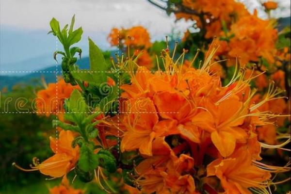 探索女生百花之命：花开花落，自有天命之美