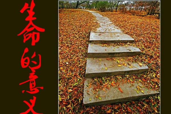 生命的意义：没有命何谈追求与实现