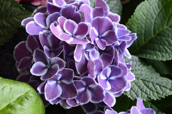 壬子日女命桃花解析：如何识别命中的桃花缘分？