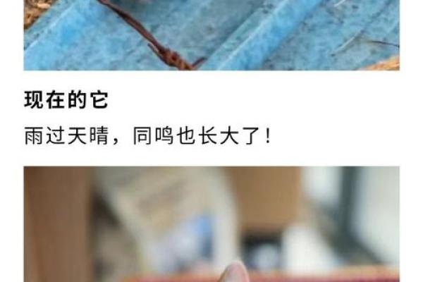 猫咪受伤：它们为何牵动人类的心？