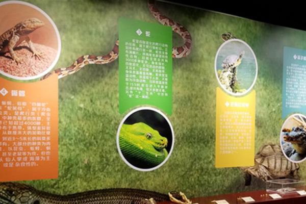 命理中的“地解星”：揭示生命深层密码的神秘力量