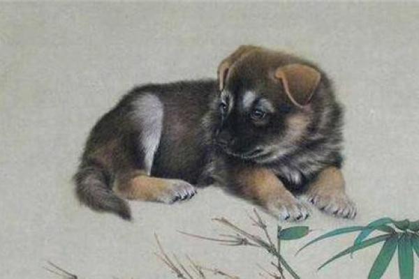 六十多岁狗的命格解析：智慧与温暖的象征