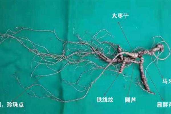 探秘决明子的土命：自然界的神奇草本力量