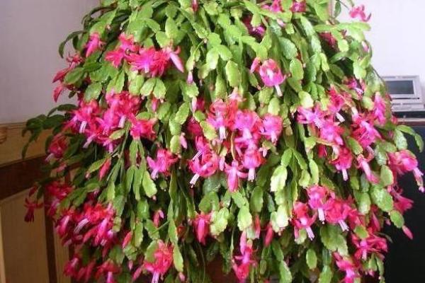 无水女命，花卉养护秘诀揭秘，助你生活添喜！