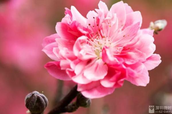 命带红艳桃花的人适合哪些行业？解读桃花运背后的职场潜力