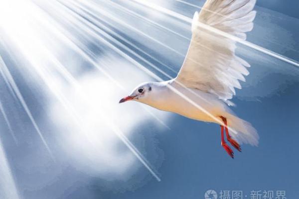 命命鸟：绝望的爱与飞翔的选择