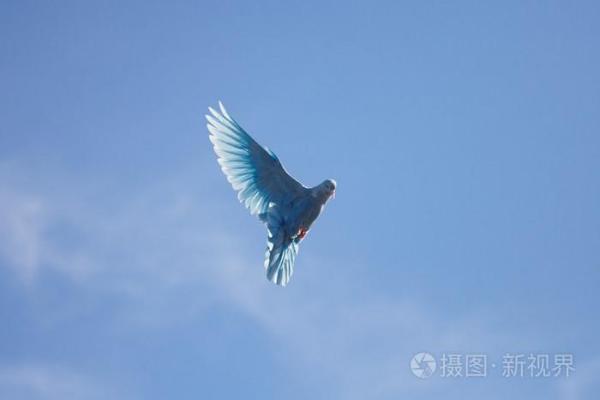 命命鸟：绝望的爱与飞翔的选择