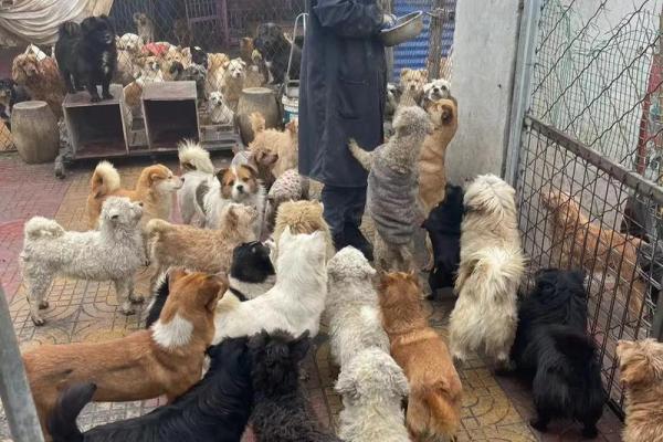 猫狗的生命意义：我们如何理解它们的命运与陪伴