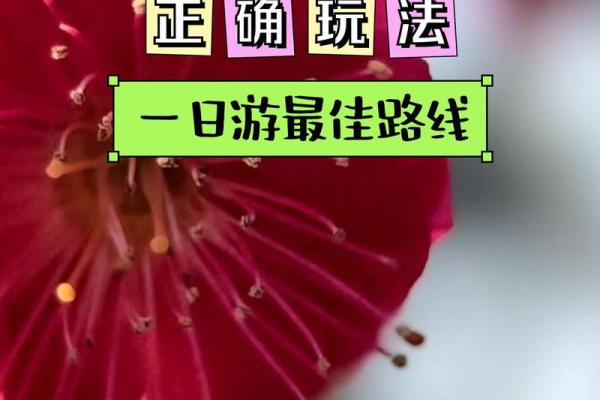 命里带姑苏，探寻梦想与生活的诗意之地