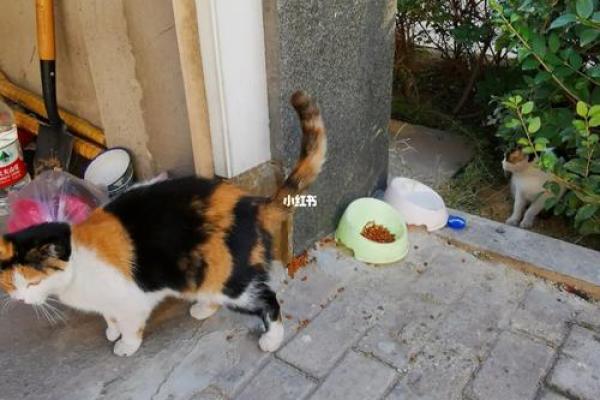 猫咪的七条命：探讨猫咪背后的神秘寓意与文化意义