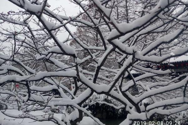 林芊雪：在自然中绽放的生命之花，诗意与坚韧交织的故事