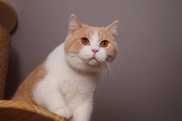 猫咪的九条命：神秘的传说与生命的哲学