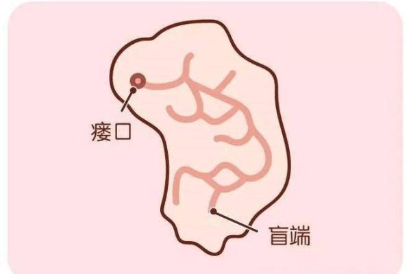 男人有耳仓是什么命？解密耳仓的命理与影响
