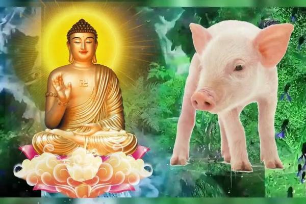 1995年出生的属猪人：命运与性格的深度解析