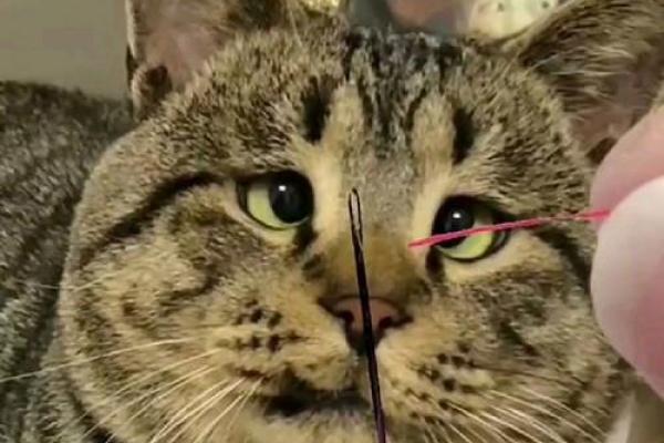 揭秘“猫有九条命”传说背后的神秘猫种！