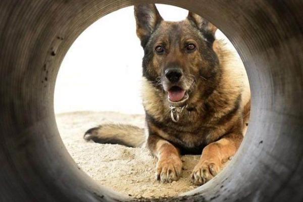 超越忠诚：军犬为何能救主人一命的感人故事