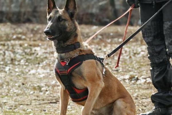 超越忠诚：军犬为何能救主人一命的感人故事