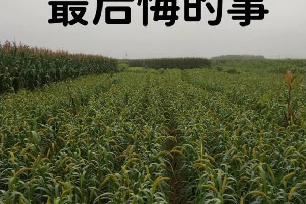 探寻“命带踢人”的深意：生活中的命运与选择