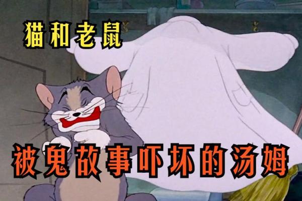 猫的九条命：神秘传说背后的深意与启示