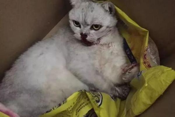 猫咪的九条命：神秘传说背后的科学秘密