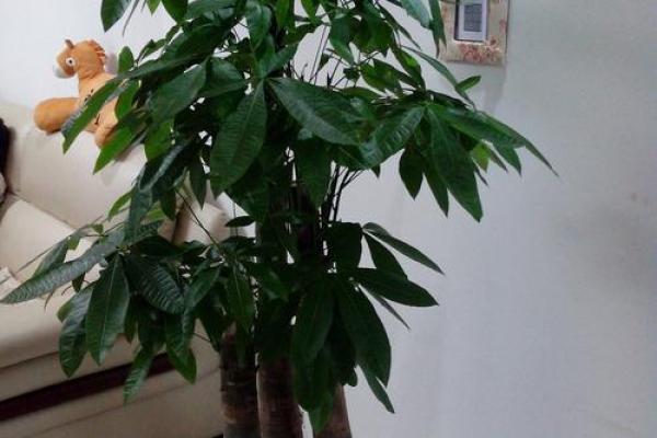路旁土命的旺财颜色与提升运势的秘密