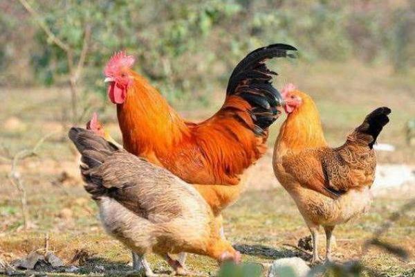 六九年出生的鸡：命格与人生的探讨