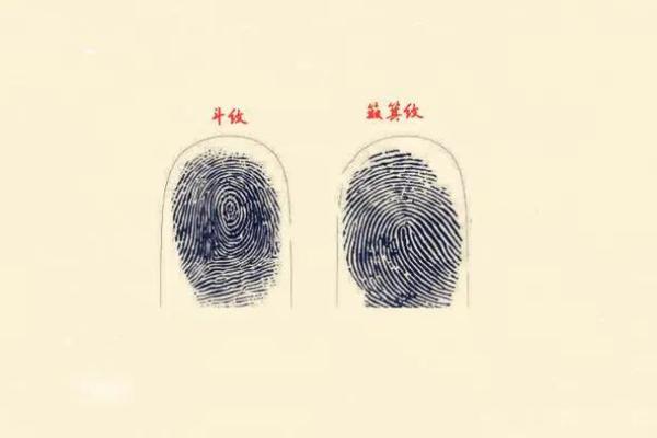 没有簸箕的人是什么命？探寻生活中的智慧与哲理！