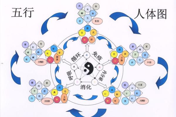 如何化解木命与土命的冲突：五行调和之道