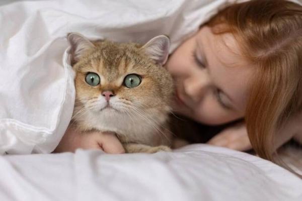 猫的神秘之旅：揭秘“猫有九条命”的传说与现实