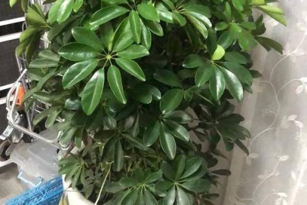 适合炉中火命的绿植推荐，助你提升运势与生活品质