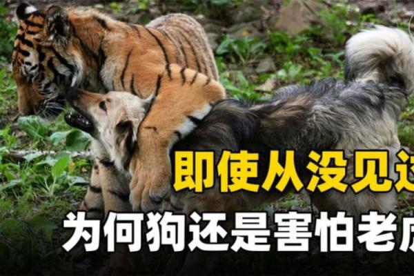 凌晨两点出生成的虎命解读——你的命运与生俱来的气场