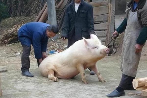 揭秘71年猪的命运：如何借助老黄历掌握人生运势