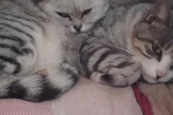 猫咪为何被誉为拥有九条命的神秘生物？