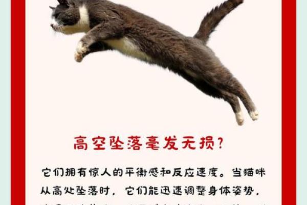 猫咪为何被誉为拥有九条命的神秘生物？
