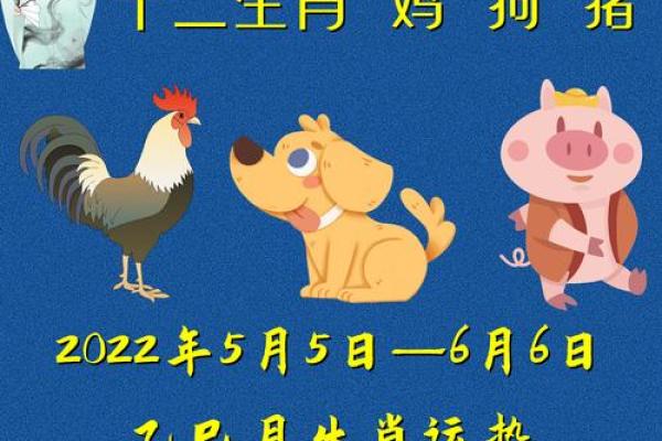 年属鸡的是什么命：解析1981年、1993年、2005年鸡命人的命理特点与性格